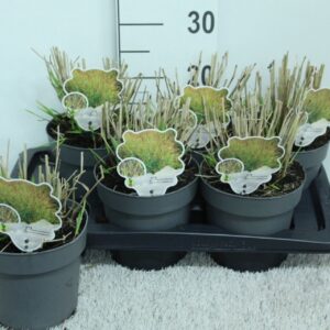 Panicum virgatum Panicum virg. 'Shenandoah' P17
(6 Plants/Order)(17cmP 25cmH)
