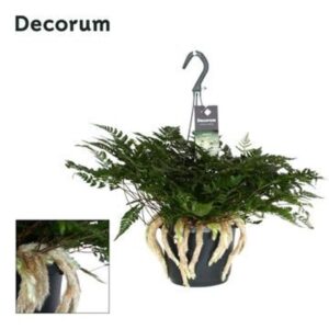Davallia Davallia teyermannii
(6 Plants/Order)(17cmP 45cmH)