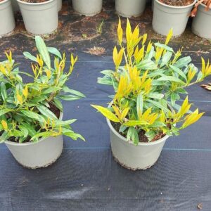 Prunus Zabeliana Prunus laur. 'Zabeliana'
(1 Plants/Order)(23cmP 50cmH)