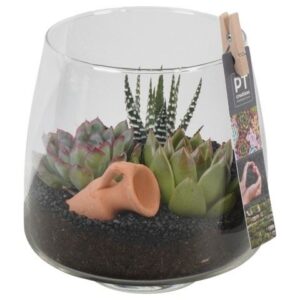Succulenten PTSU8410 Arrangement Succulenten in glazen vaas
(5 Plants/Order)(14cmP 18cmH)