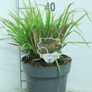 Pennisetum alopecuroides Pennisetum alop. ' Black Beauty' P23
(1 Plants/Order)(23cmP 40cmH)