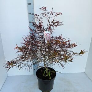 Acer palmatum Enkan Acer palmatum 'Enkan'
(1 Plants/Order)(26cmP 80cmH)