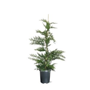 Cupressocyparis Cupressocyparis leylandii (zonder etiket)
(1 Plants/Order)(21cmP 110cmH)