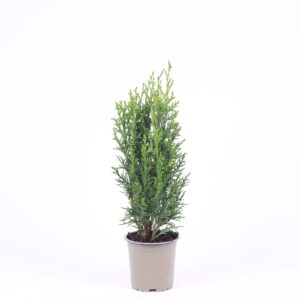 Chamaecyparis Robusta Chamaecyparis lawsoniana 'Robusta'
(11 Plants/Order)(11cmP 30cmH)