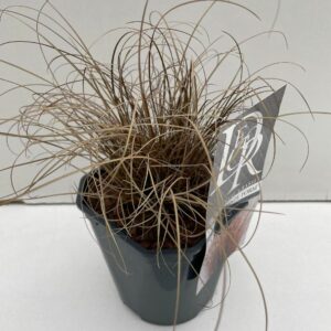 Carex comans Bronze Form Carex 'Bronze Form'
(6 Plants/Order)(17cmP 30cmH)