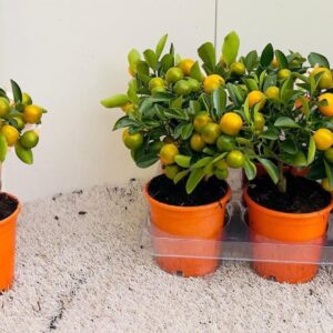 Citrofortunella x microcar Citrus Calamondin mini-stem
(9 Plants/Order)(12cmP 30cmH)