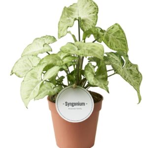 Syngonium Syngonium White Butterfly
(8 Plants/Order)(12cmP 30cmH)