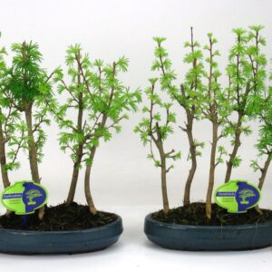 Pseudolarix amabilis Pseudolarix amabilis, group 5 stem
(4 Plants/Order)(25cmP 40cmH)