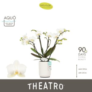 Phalaenopsis Multiflora Theatro Funk 4 spike in Molise White Aquo
(6 Plants/Order)(7cmP 30cmH)