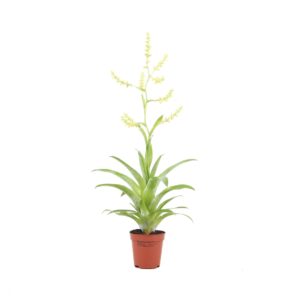 Catopsis morreniana Catopsis morreniana
(20 Plants/Order)(5.5cmP 25cmH)