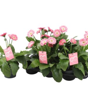 Gerbera Garvinea Sweet Memories Gerbera Garvinea Sweet Memories
(6 Plants/Order)(15cmP 35cmH)