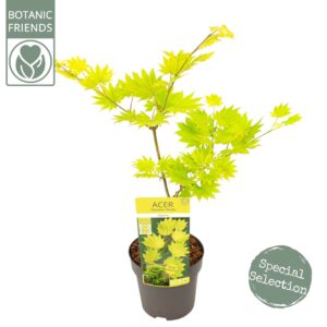 Acer shirasawanum Aureum Acer shirasawanum 'Aureum'
(1 Plants/Order)(19cmP 40cmH)