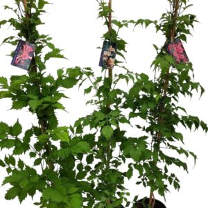 Campsis Campsis op stok mixed 3 srt Radicans, MM Galen, Flava
(1 Plants/Order)(17cmP 120cmH)