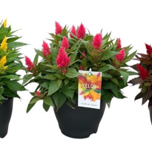 Celosia Kelos Fire Celosia Kelos Fire mix
(3 Plants/Order)(20cmP 35cmH)