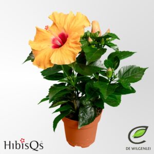 Hibiscus Adonicus Salmon HibisQs® rosa-sinensis ‘Adonicus Apricot’ p13
(8 Plants/Order)(13cmP 35cmH)