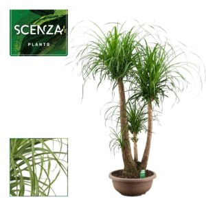 Nolina recurvata Beaucarnea busch 40 cm (Scenza)
(1 Plants/Order)(40cmP 120cmH)