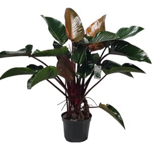 Philodendron Red Beauty Philodendron Red Beauty
(1 Plants/Order)(30cmP 120cmH)