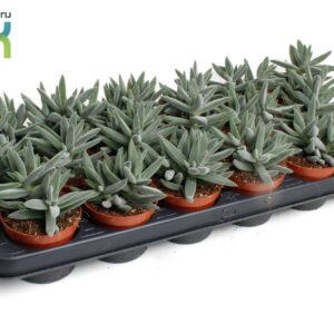 Crassula Crassula Silver
(18 Plants/Order)(8.5cmP 10cmH)
