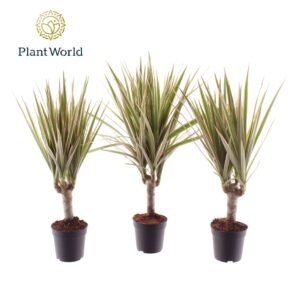 Dracaena Bicolor Dracaena Bicolor stam 7 cm
(16 Plants/Order)(7cmP 35cmH)