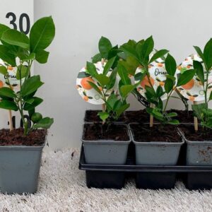 Citrofortunella x microcar Citrus Calamondin ''Grow at Home''(no fruits)
(6 Plants/Order)(9cmP 20cmH)