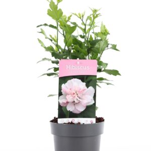 Hibiscus syriacus Hibiscus syr. 'Lady Stanley' P15
(6 Plants/Order)(15cmP 30cmH)