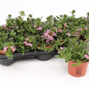 Scaevola Surdiva Pink Blue Scaevola Pink
(12 Plants/Order)(10.5cmP 17cmH)