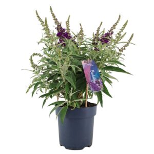 Buddleja Butterfly Candy Little Pur Buddleja Candy 'Little Purple' p17 (PT)
(6 Plants/Order)(17cmP 45cmH)