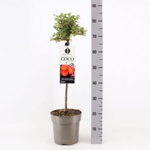 Rosa Rosa (M) Coco ®, stam 50, C6
(1 Plants/Order)(24cmP 70cmH)