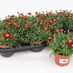 Argyranthemum Percussion Red Margriet Frutescens Red
(12 Plants/Order)(10.5cmP 20cmH)