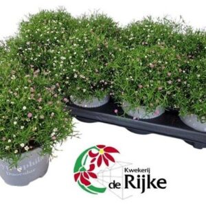 Gypsophila muralis Gypsophila gypsy Duocolor
(8 Plants/Order)(12cmP 23cmH)