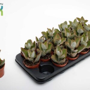 Kalanchoe beharensis Kalanchoe Beharensis Dark
(18 Plants/Order)(8.5cmP 15cmH)