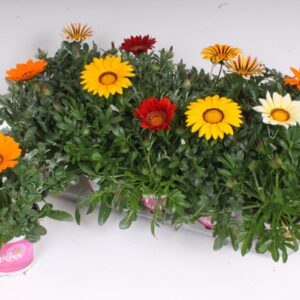 Gazania rigens Big Kiss mixed Gazania Rigens P12 - BigKiss - mix
(8 Plants/Order)(12cmP 28cmH)