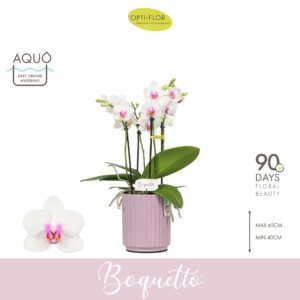 Phalaenopsis Multiflora Boquetto Passione 3-5 spike in Molise Lilac Aquo
(6 Plants/Order)(12cmP 40cmH)