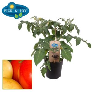 tomatoes POTATOM® Tomaat Aardappel
(6 Plants/Order)(13cmP 35cmH)