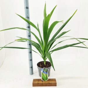 Cordyline Cordyline Emerald Star ('Broadsword'PBR)
(1 Plants/Order)(19cmP 75cmH)