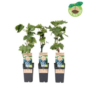 Vitis Regent vinifera P15 geënt
(10 Plants/Order)(15cmP 50cmH)