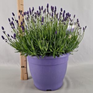 Lavandula angustifolia Hidcote Lavandula Ang. Hidcote 32 Cm
(1 Plants/Order)(32cmP 55cmH)