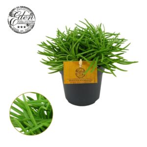 Senecio Himalaya Senecio Himalaya 10,5cm
(10 Plants/Order)(10.5cmP 999cmH)