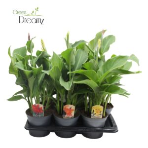 Canna Cannova Canna mix p 17
(6 Plants/Order)(17cmP 70cmH)