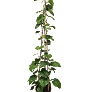 other plants Piper Sarmentosum
(1 Plants/Order)(27cmP 150cmH)