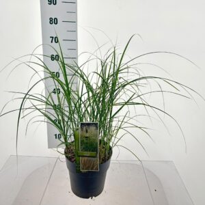 Miscanthus Adagio Miscanthus sin. 'Adagio'
(1 Plants/Order)(23cmP 35cmH)