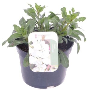 Gaura Gaura lind. Gaudi White
(8 Plants/Order)(13cmP 20cmH)