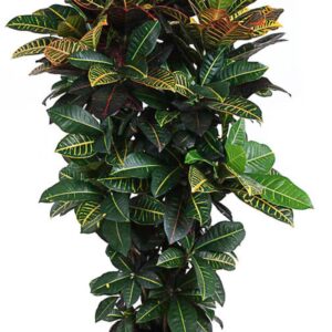 Codiaeum Petra Codiaeum Petra busch P31
(1 Plants/Order)(31cmP 150cmH)