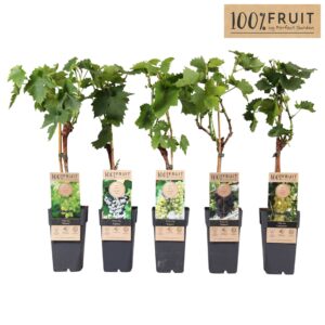 Vitis other white mix tray geent P15
(10 Plants/Order)(15cmP 65cmH)