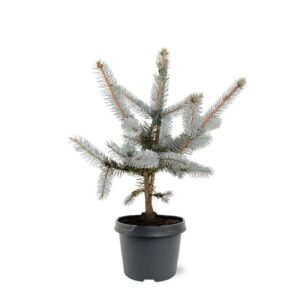 Picea pungens Hoopsii Picea pungens 'Hoopsii'
(1 Plants/Order)(19cmP 35cmH)