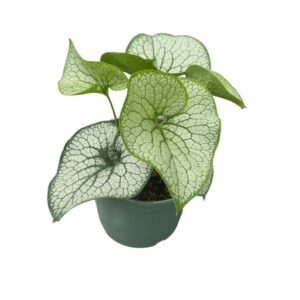 Brunnera Brunnera m. Jack of Diamonds
(1 Plants/Order)(19cmP 35cmH)