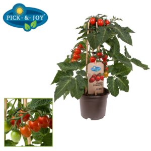 tomatoes PICK-&-JOY® Plum Tomato Red
(4 Plants/Order)(14cmP 40cmH)