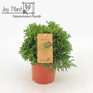 Rhipsalis Rhipsalis hatiora P10,5
(6 Plants/Order)(10.5cmP 17cmH)