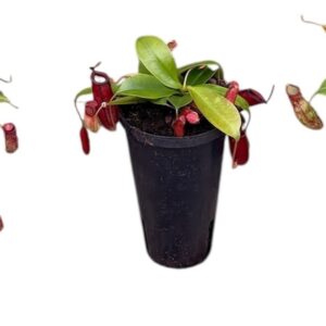 Nepenthus Nepenthes Monkey Jars mix
(6 Plants/Order)(12cmP 45cmH)