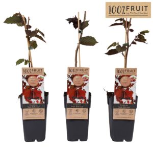 Corylus Roter Zellernusz Corylus Red Zellernoot P15
(10 Plants/Order)(15cmP 65cmH)